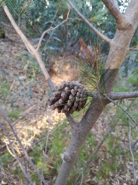Pinus halepensis (cfr.)